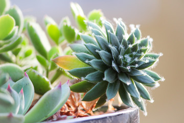 Fototapeta premium cactus in pot