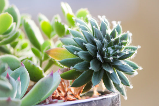 cactus in pot
