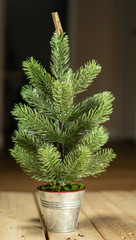 christmas tree in a pot