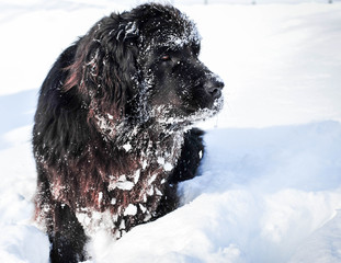 Newfoundland Resting in the Snow on the Farm