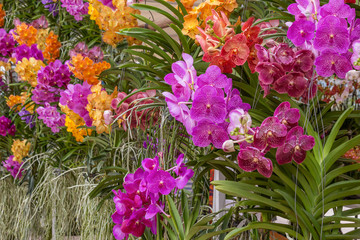 Closeup details of multi-colored orchids display this wall at the outdoor green market.