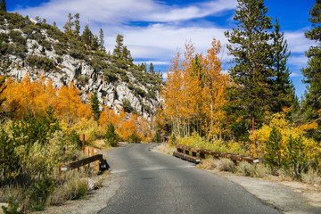 Colorful aspen trees lining up a narrow paved road in the Eastern Sierra mountains on a sunny autumn day; California