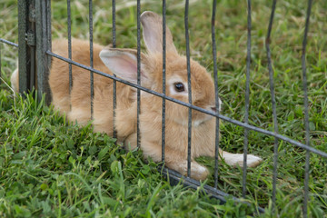 Fototapeta premium A small bunny rabbit is fenced in for safety at the annual festival.