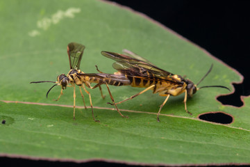 Mating Yellow wasp on a green leaf (selective Focus)