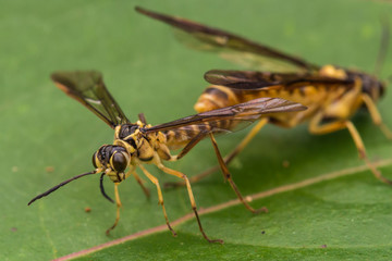 Mating Yellow wasp on a green leaf (selective Focus)