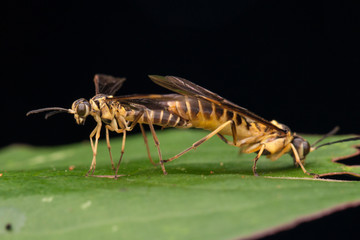 Mating Yellow wasp on a green leaf (selective Focus)