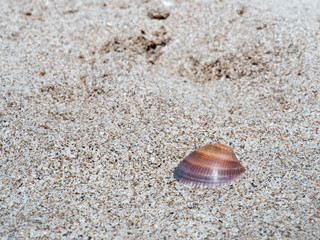 Concha de mar sobre arena de playa