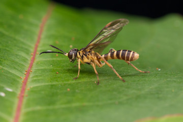 Yellow wasp on a green leaf (selective Focus)