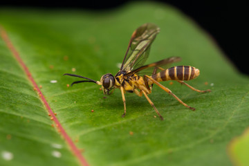 Yellow wasp on a green leaf (selective Focus)