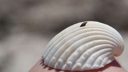 Pequeña caracola sobre concha de mar