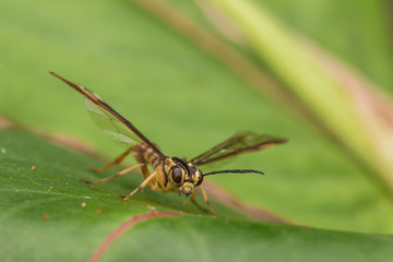 Yellow wasp on a green leaf (selective Focus)