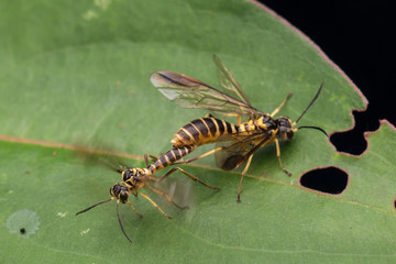 Mating Yellow wasp on a green leaf (selective Focus)
