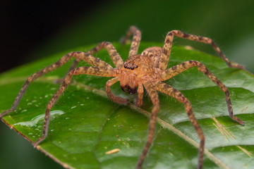 Close-up of Hunstman Spider on green Leaves , Beautiful Spider in Sabah, Borneo ( Selective Focus)