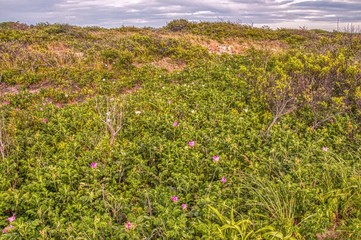 Fototapeta premium Vegetation and Plants in Cape Cod National Seashore