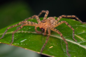 Close-up of Hunstman Spider on green Leaves , Beautiful Spider in Sabah, Borneo ( Selective Focus)