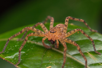 Close-up of Hunstman Spider on green Leaves , Beautiful Spider in Sabah, Borneo ( Selective Focus)