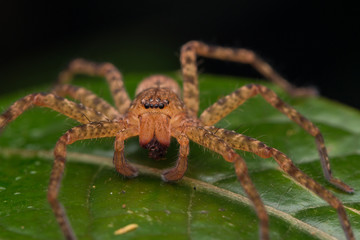 Close-up of Hunstman Spider on green Leaves , Beautiful Spider in Sabah, Borneo ( Selective Focus)
