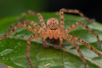 Close-up of Hunstman Spider on green Leaves , Beautiful Spider in Sabah, Borneo ( Selective Focus)
