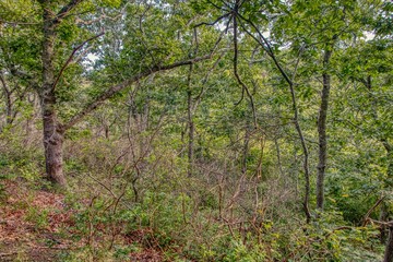 Vegetation and Plants in Cape Cod National Seashore