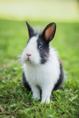 Obraz premium Little rabbit sitting on the lawn