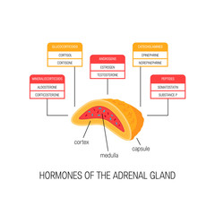 Hormones of the adrenal gland, vector diagram © marina_ua