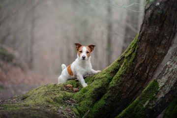 Naklejka na ściany i meble dog in the moss forest. Jack Russell Terrier on a walk. Active pet on nature