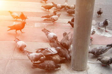 pigeons eating bread in the city street