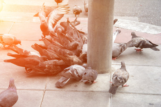 pigeons eating bread in the city street
