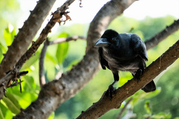 A crow standing on tree branch