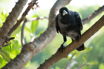 A crow standing on tree branch