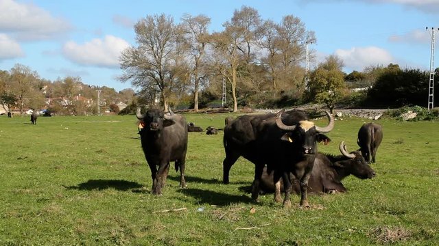 Herd of Bubalus bubalis (Water buffalo) grazing