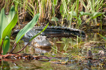 Alligator lurking in the waters of the Okefenokee Swamp in Southern Georgia