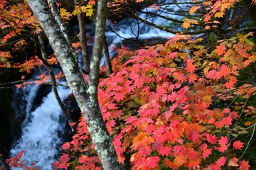奥日光　竜頭の滝上流の紅葉コラボ