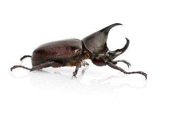 Image of dynastinae on white background. Insect. Animal. Dynastinae is fighter of the mountain in from Thailand.