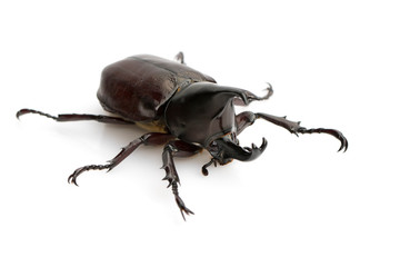 Image of dynastinae on white background. Insect. Animal. Dynastinae is fighter of the mountain in from Thailand.
