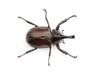 Image of dynastinae on white background. Insect. Animal. Dynastinae is fighter of the mountain in from Thailand.