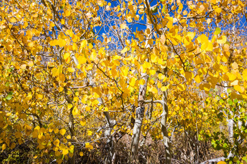 Aspen tree foliage on a sunny fall day; Eastern Sierra mountains, California