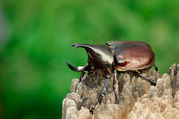 Image of dynastinae on nature background. Insect. Animal. Dynastinae is fighter of the mountain in from Thailand.