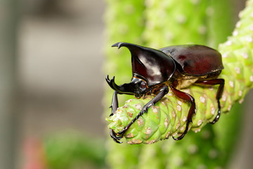 Image of dynastinae on nature background. Insect. Animal. Dynastinae is fighter of the mountain in from Thailand.