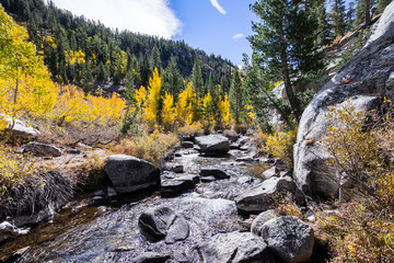 Creek running through a valley in John Muir wilderness on a sunny autumn day; colorful aspen trees growing among conifer forests; Eastern Sierra mountains, California
