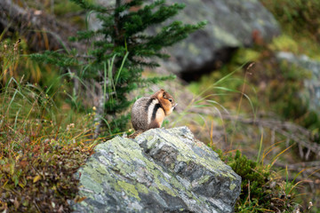 A chipmunk prepares for winter by eating as much as he possibly can
