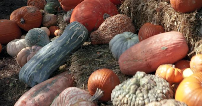 Pumpkins in a field - pumpkin patch 