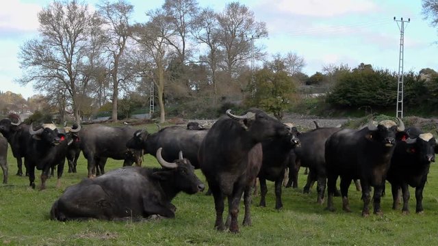 Herd of Bubalus bubalis (Water buffalo) grazing