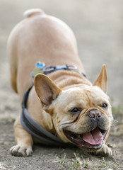 Fototapeta premium Frenchie wants to play. Playful young French Bulldog male bowing down and barking at other dogs. Off-leash dog park in Northern California.