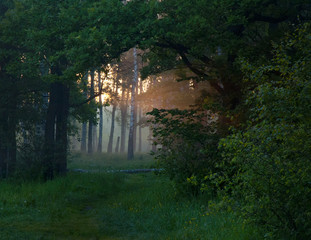 fairy forest in the fog in the morning