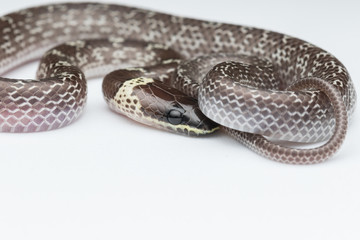 Obraz premium Close-up of Small snake on green leaf , Common Wolf Snake