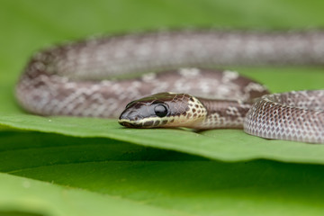 Close-up of Small snake on green leaf , Common Wolf Snake