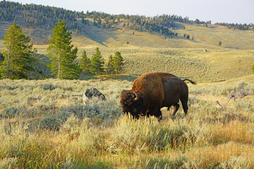 View of a single lonely bison in the grass in Yellowstone National Park, Wyoming, United States