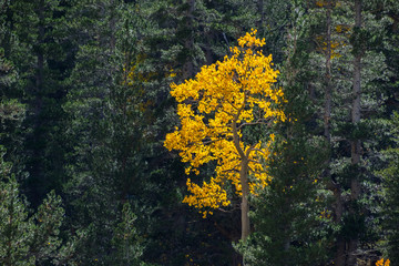 Colorful aspen trees surrounded by an evergreen forest in the Eastern Sierra mountains, California