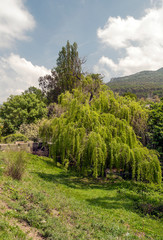 Fototapeta na wymiar Fields of Andalusia with trees